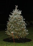 Dec. 7, 2011: (Photos) Coitsville Tree Lighting