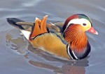Ohio waterfowl hunters invited to offer feedback for upcoming seasons