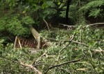 Tree Falls in Yellow Creek Park, Bridge Destroyed (Photos)