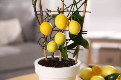 6480846130354 2026 03 20t084549.923